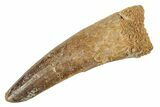 Fossil Spinosaurus Tooth - Real Dinosaur Tooth #234247-1